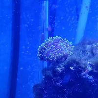 Colorful Corals ico