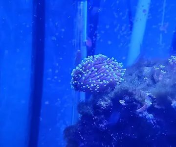 Colorful Corals