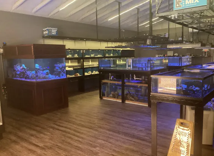 Colorful Corals 7