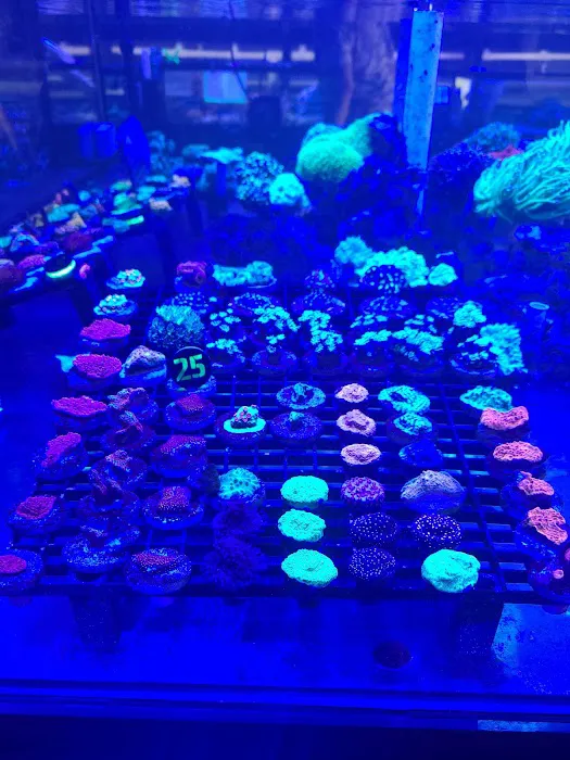 Colorful Corals 8