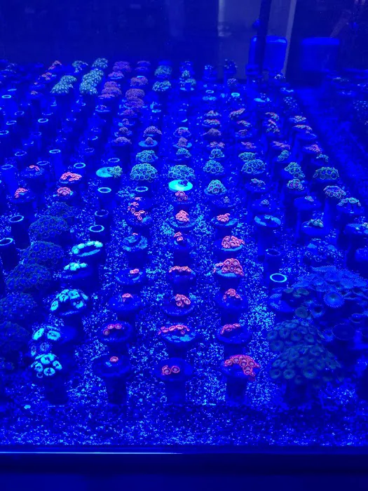 Colorful Corals 6