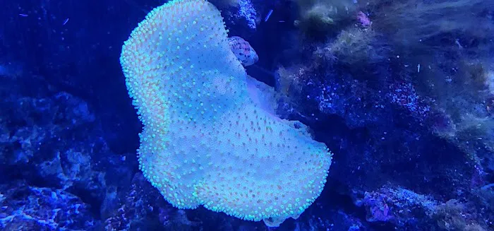 Colorful Corals 5