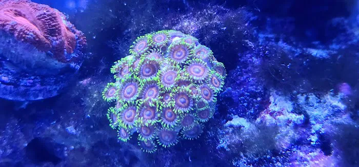 Colorful Corals 4