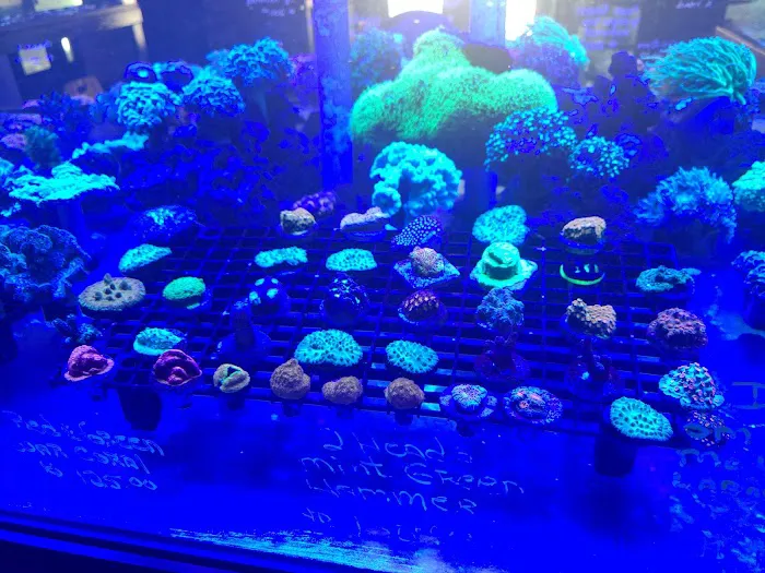 Colorful Corals 2