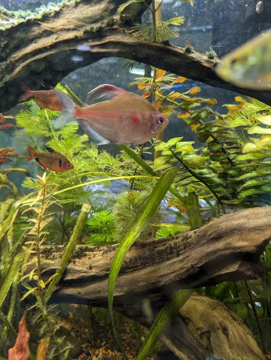 Fresh Aquatics LLC 8