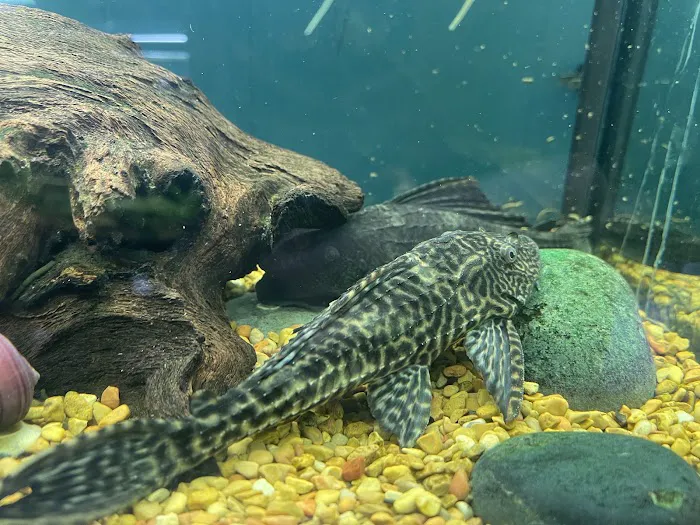 Fresh Aquatics LLC 7