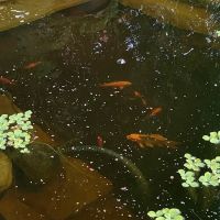 Fresh Aquatics LLC ico