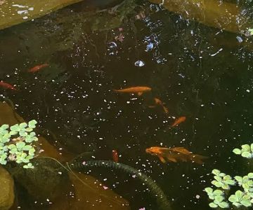 Fresh Aquatics LLC