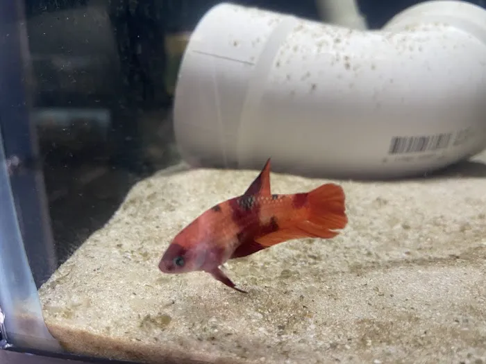 Fresh Aquatics LLC 5