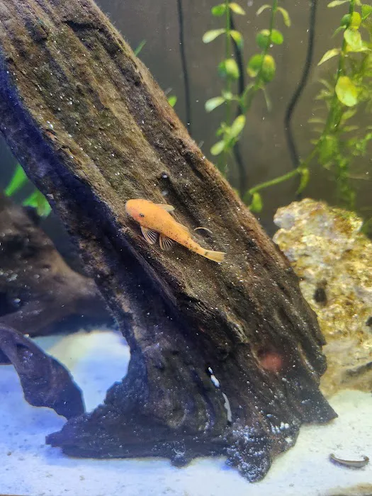 Fresh Aquatics LLC 4