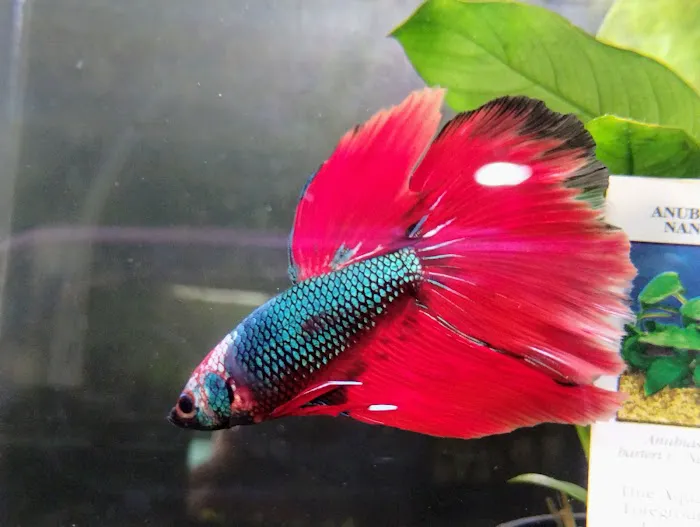 Fresh Aquatics LLC 6