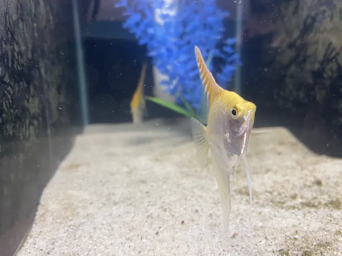 Fresh Aquatics LLC 9