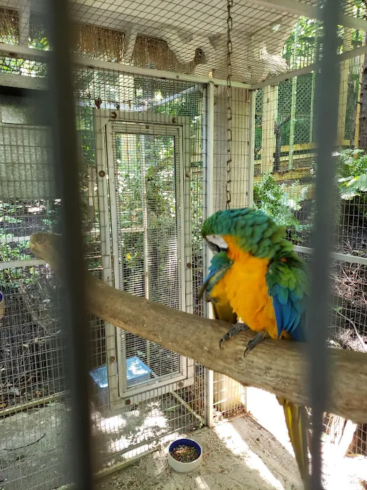 Beautiful Birds 10