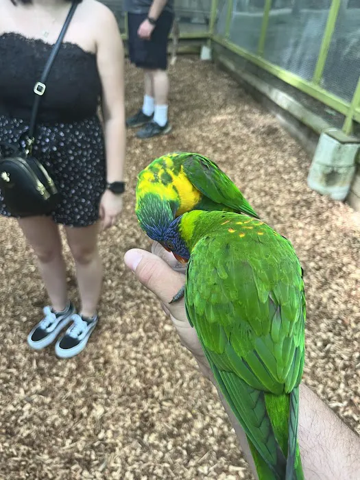 Beautiful Birds 7