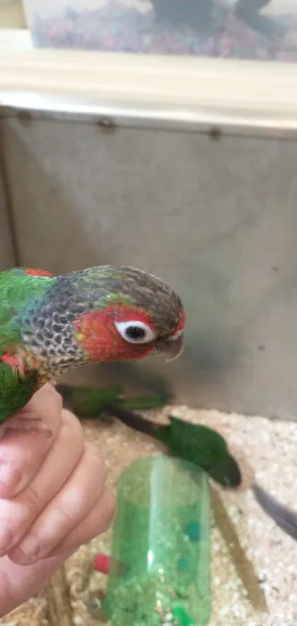 Beautiful Birds 5