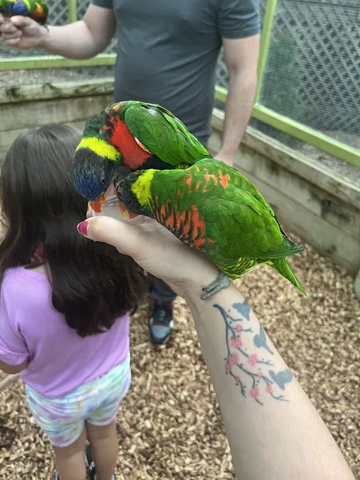 Beautiful Birds 8