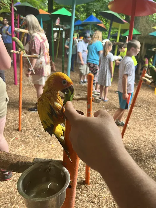Beautiful Birds 9