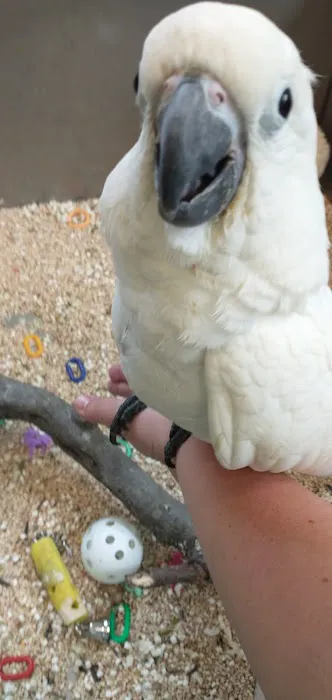 Beautiful Birds 6
