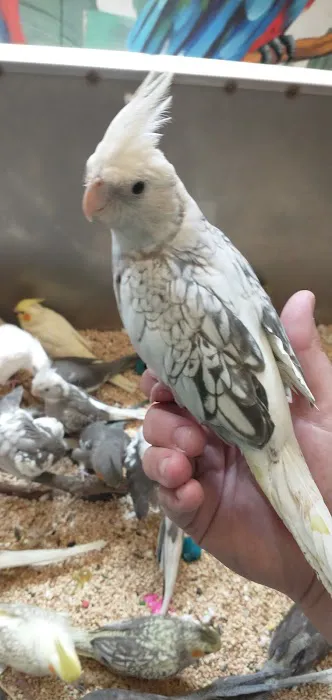 Beautiful Birds 1