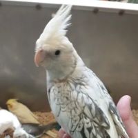 Beautiful Birds ico