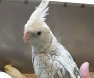Beautiful Birds