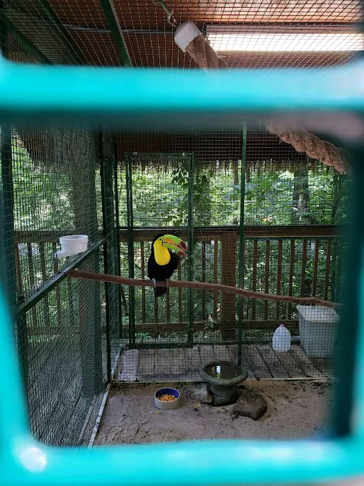 Beautiful Birds 4