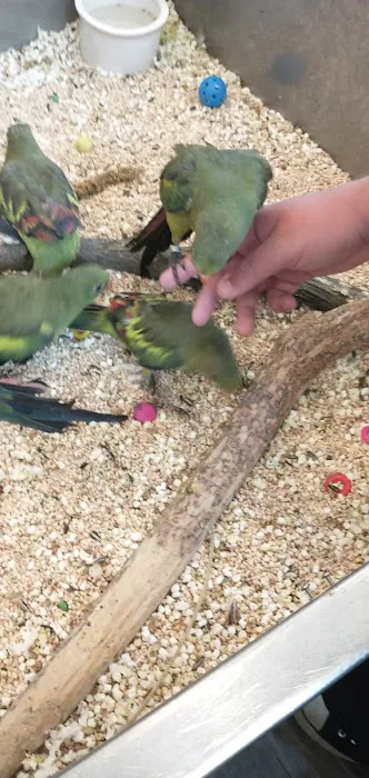 Beautiful Birds 2