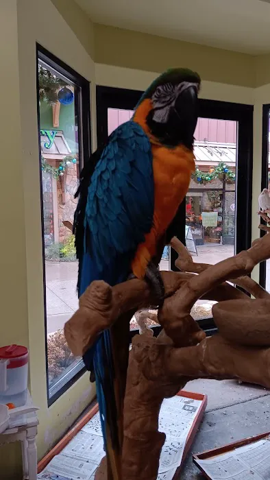 Parrot Mountain at the Island 5