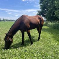 Kern Road Veterinary Clinic ico