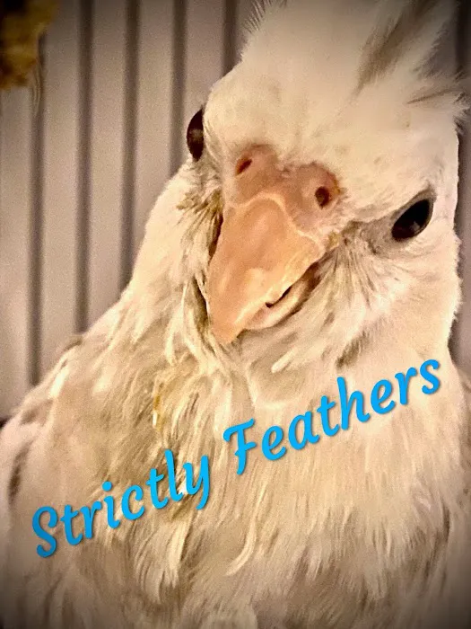 Strictly Feathers 4