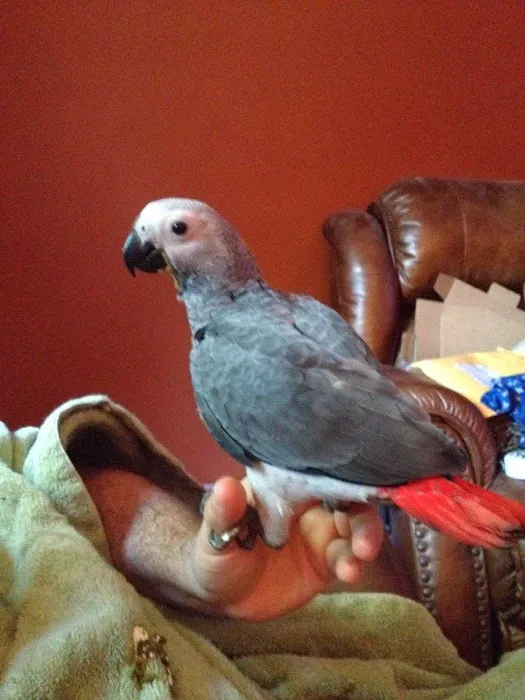 Strictly Feathers 1