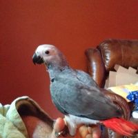 Strictly Feathers ico