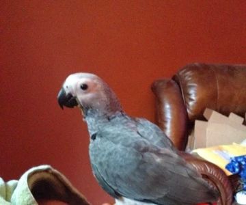 Strictly Feathers
