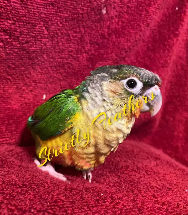 Strictly Feathers 3