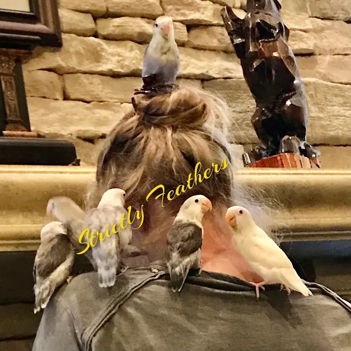 Strictly Feathers 10