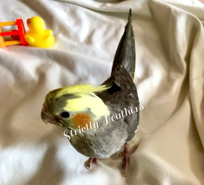 Strictly Feathers 9