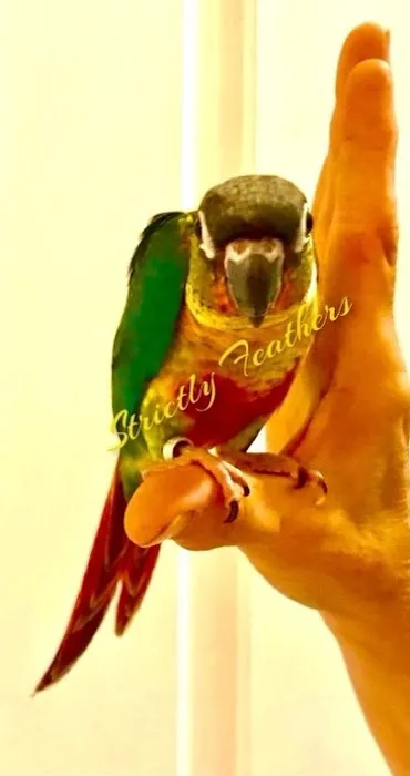 Strictly Feathers 5
