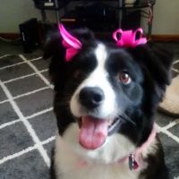 Pampered Pets ico