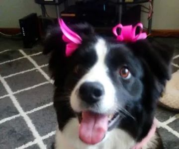Pampered Pets