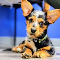 VCA Countryside Animal Hospital of Hamburg ico