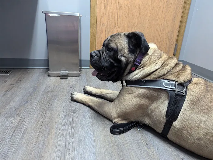 VCA Countryside Animal Hospital of Hamburg 3