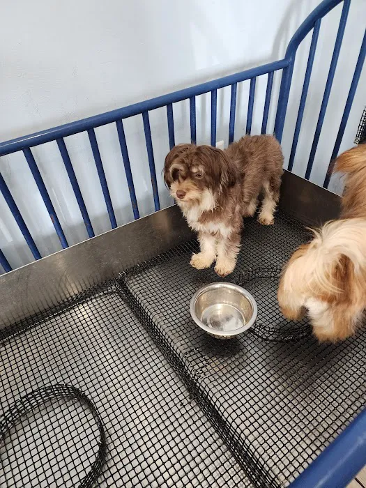 The Puppy Store 4