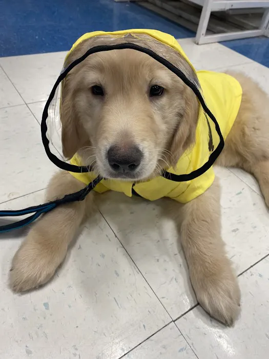 The Puppy Store 9