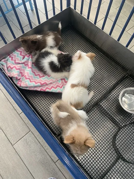 The Puppy Store 10