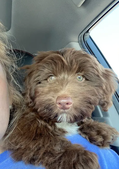 The Puppy Store 1