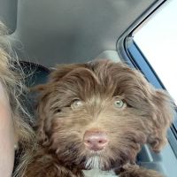 The Puppy Store ico