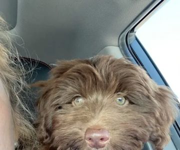 The Puppy Store
