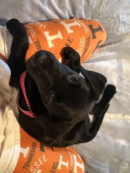 The Puppy Store 2