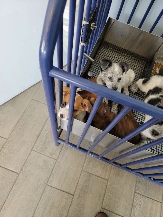 The Puppy Store 8
