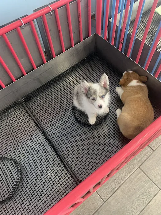 The Puppy Store 5